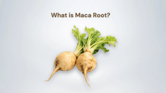 What is Maca Root Uses and Benefits