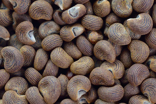 Essential oil of Ambrette Seed