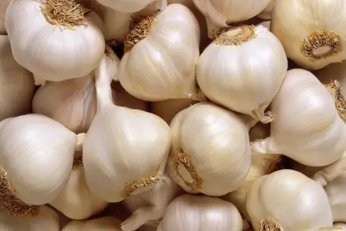 Garlic CO2 Extract