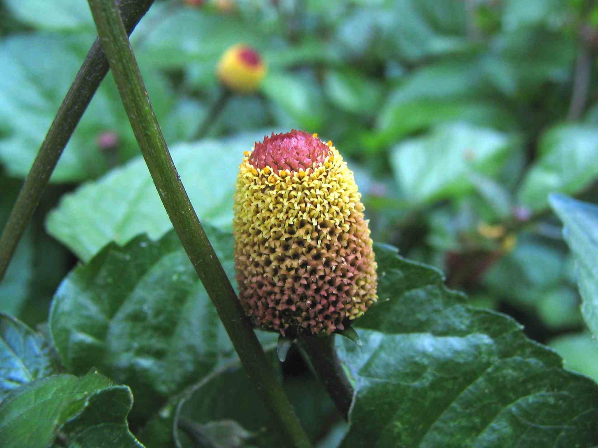 Essential oil of Jambu (Acmella Oleracea)