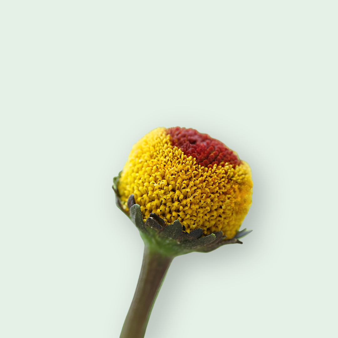 Jambu CO2 Extract